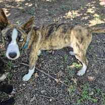 Thumbnail photo of Waylon #3