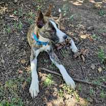 Thumbnail photo of Waylon #4