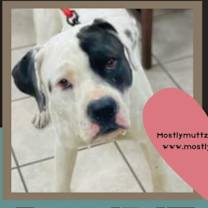 Thumbnail photo of Bandit #1