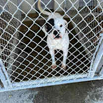 Thumbnail photo of Bandit #2