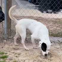 Thumbnail photo of Bandit #4