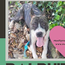 Thumbnail photo of Ralphie #1