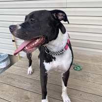 Thumbnail photo of Zoey #2