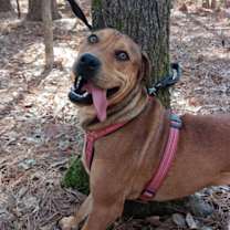 Thumbnail photo of Boots #2