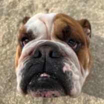 Thumbnail photo of Diesel #2