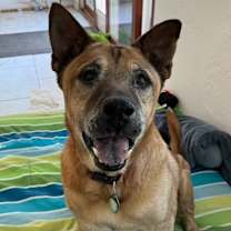 adopt-pet