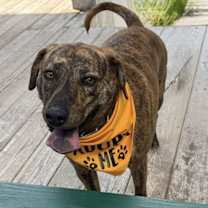 Thumbnail photo of Ringo #2