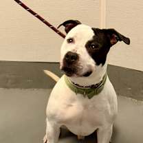 Thumbnail photo of Petey #1