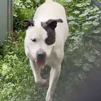 Thumbnail photo of Petey #3