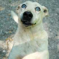 Thumbnail photo of Sasha #4