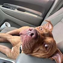 Thumbnail photo of Bugg #1