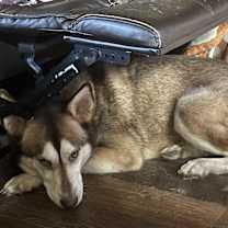 Thumbnail photo of Luna #1