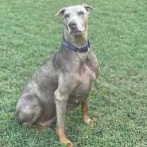Thumbnail photo of Coco #1