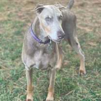 Thumbnail photo of Coco #2