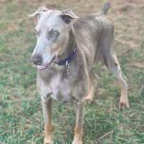 Thumbnail photo of Coco #3