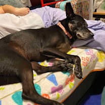 Thumbnail photo of Shelly (Taiwan FMD mixed) #4
