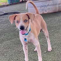 Thumbnail photo of Blue #1