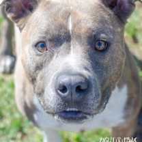 Thumbnail photo of Duce #1