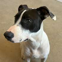 Thumbnail photo of Pookie #3