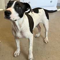 Thumbnail photo of Pookie #4