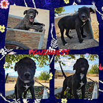 Thumbnail photo of Guinness #1