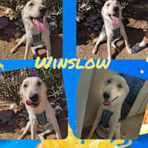 Thumbnail photo of Winslow #1