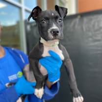 Thumbnail photo of Pepper #2