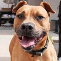 Thumbnail photo of Koa #1