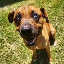 adopt-pet