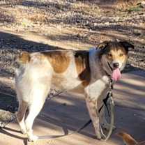 Thumbnail photo of Django #4