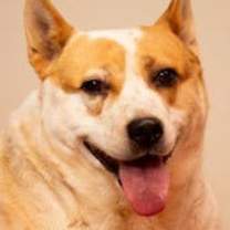 Thumbnail photo of Ollie #2