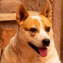 Thumbnail photo of Ollie #3