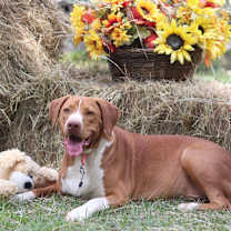 Thumbnail photo of Caramel #1