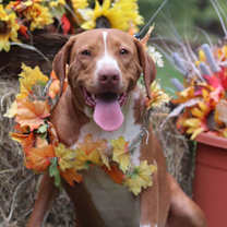 Thumbnail photo of Caramel #2