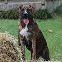 Thumbnail photo of Mocha #2