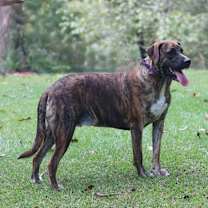 Thumbnail photo of Mocha #1