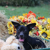 Thumbnail photo of Silly #1