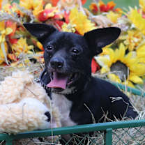 Thumbnail photo of Silly #2