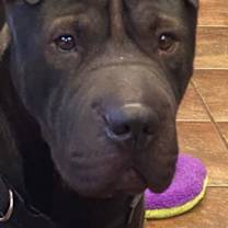 Thumbnail photo of Bear #4
