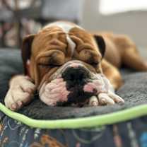 Thumbnail photo of Winston #2