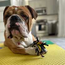 Thumbnail photo of Winston #3