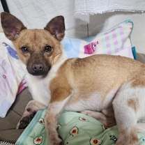 Thumbnail photo of Toto (D) #2