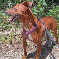 Thumbnail photo of Otis #3