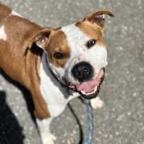 Thumbnail photo of Chester #3