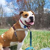 Thumbnail photo of Chester #4