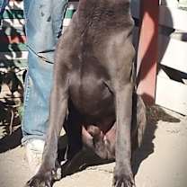 Thumbnail photo of Bo #4