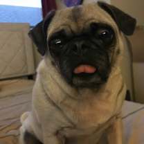 Thumbnail photo of BeBe (Bee-Bee) #3