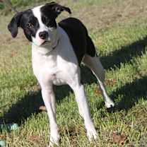 Thumbnail photo of Freddie (Neutered) #2