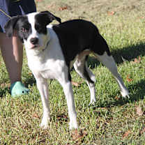 Thumbnail photo of Freddie (Neutered) #3