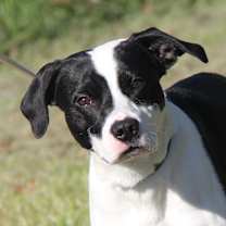 Thumbnail photo of Freddie (Neutered) #4